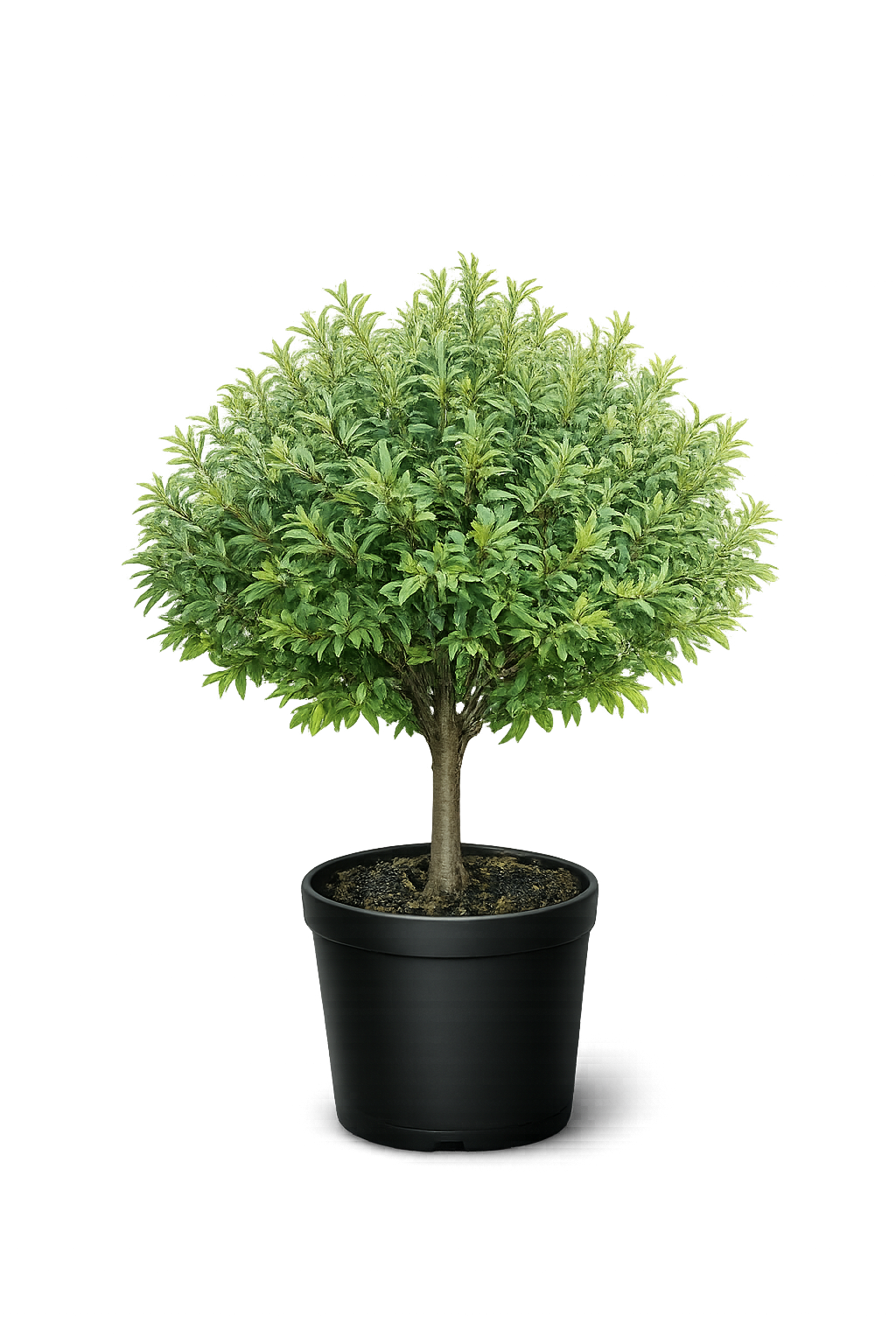 Ива пурпурная (Salix purpurea `Nana`)