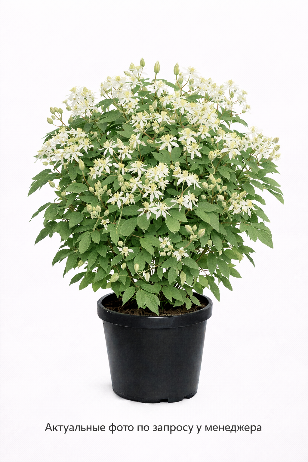 Клематис виноградолистный (Clematis vitalba)