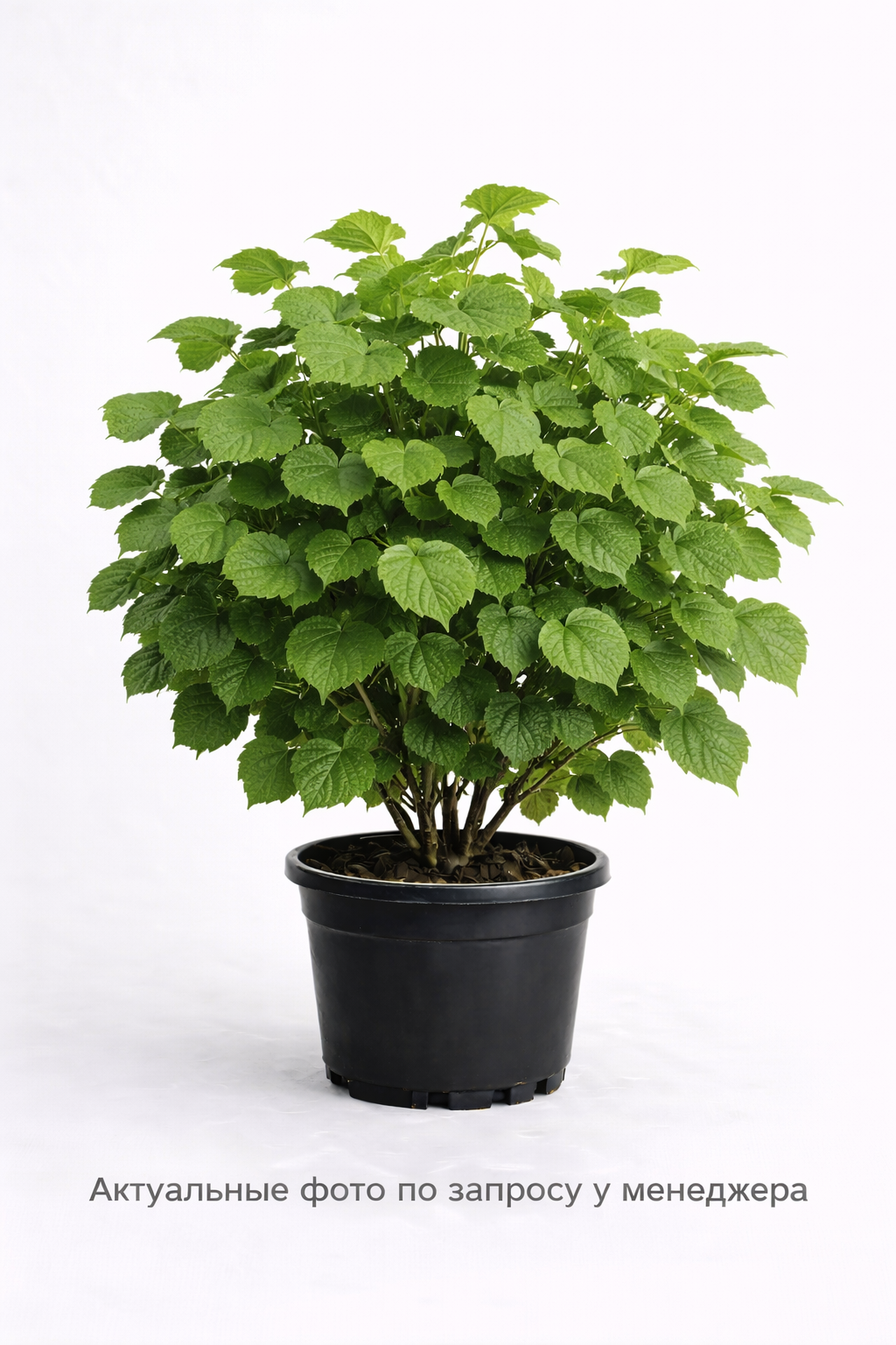 Лещина обыкновенная (Corylus avellana)