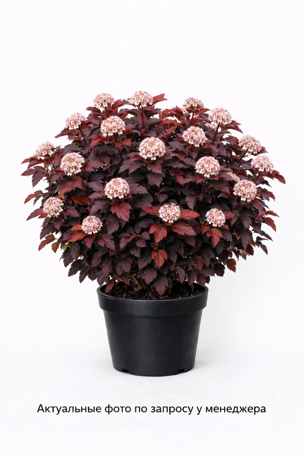 Пузыреплодник калинолистный (Physocarpus opulifolius `Andre`)
