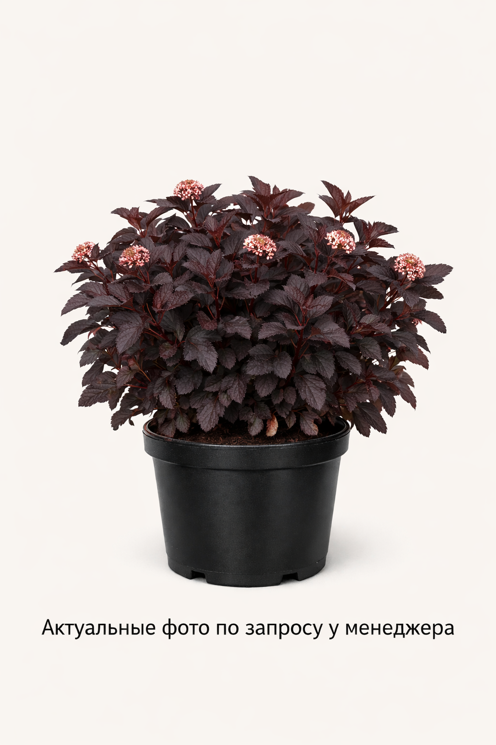 Пузыреплодник калинолистный (Physocarpus opulifolius `Diabolo`)