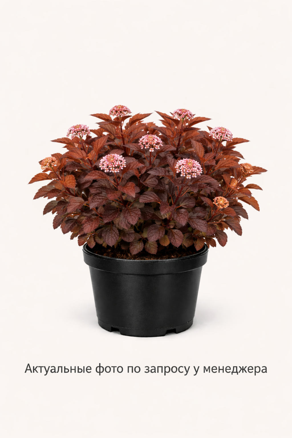 Пузыреплодник калинолистный (Physocarpus opulifolius `Little Angel`)