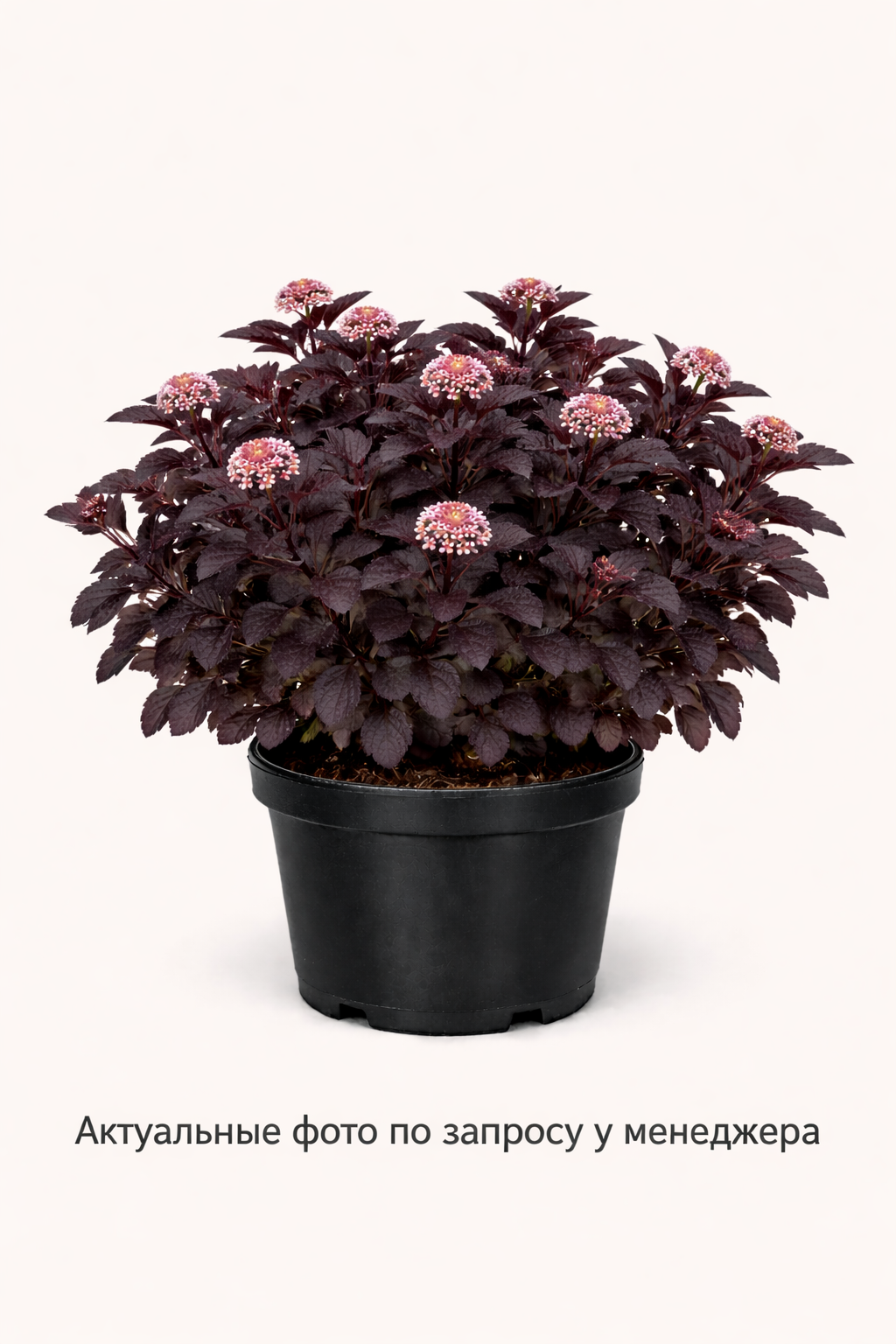 Пузыреплодник калинолистный (Physocarpus opulifolius `Midnight`)