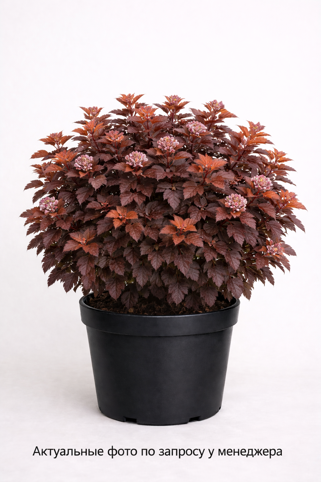 Пузыреплодник калинолистный (Physocarpus opulifolius `Rubella')