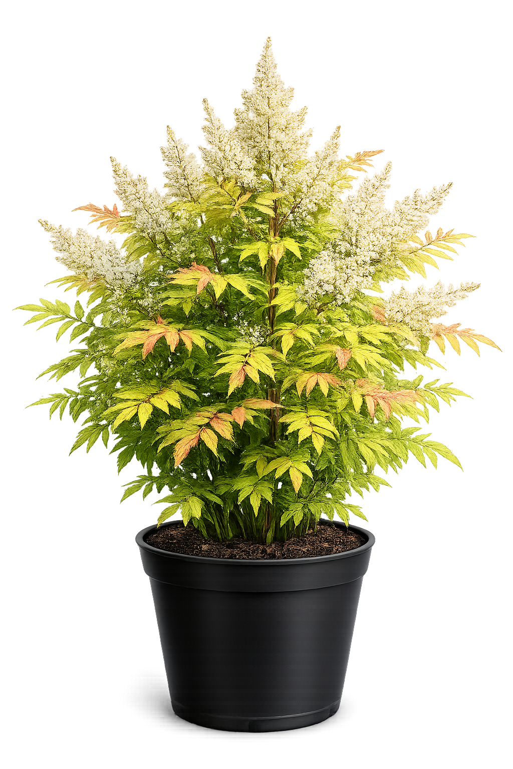 Рябинник рябинолистный (Sorbaria sorbifolia `Sem`)