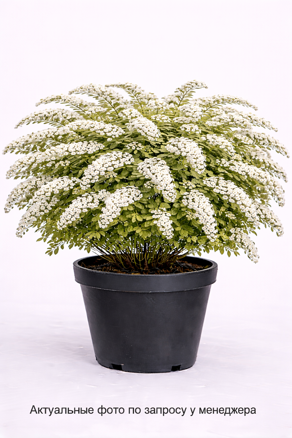 Спирея серая (Spiraea cinerea `Grefsheim`)
