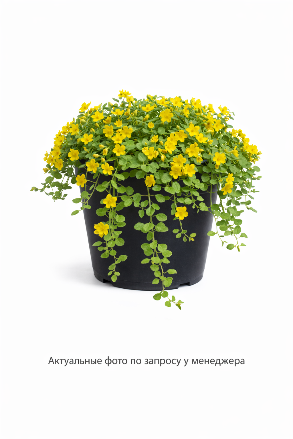 Вербейник монетчатый (Lysimachia nummularia)
