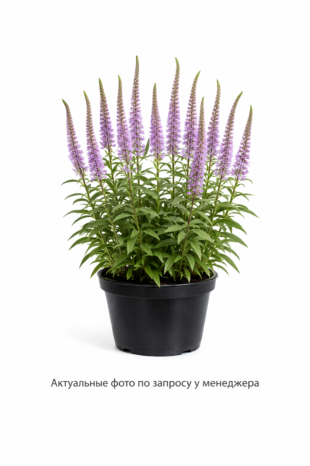 Вероникаструм виргинский (Veronicastrum virginicum)