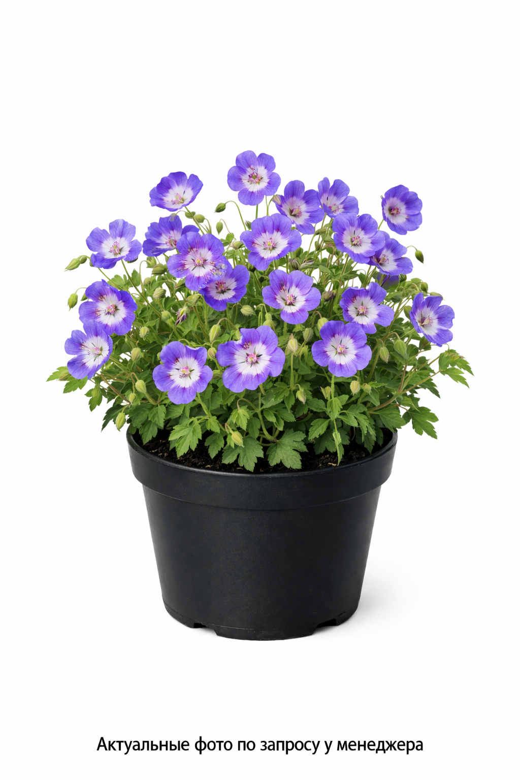 Герань гибридная (Geranium x hybridum `Rozanne`)