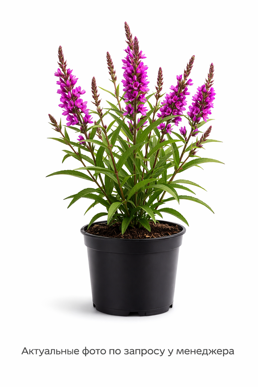 Дербенник иволистный (Lythrum salicaria `Robert`)