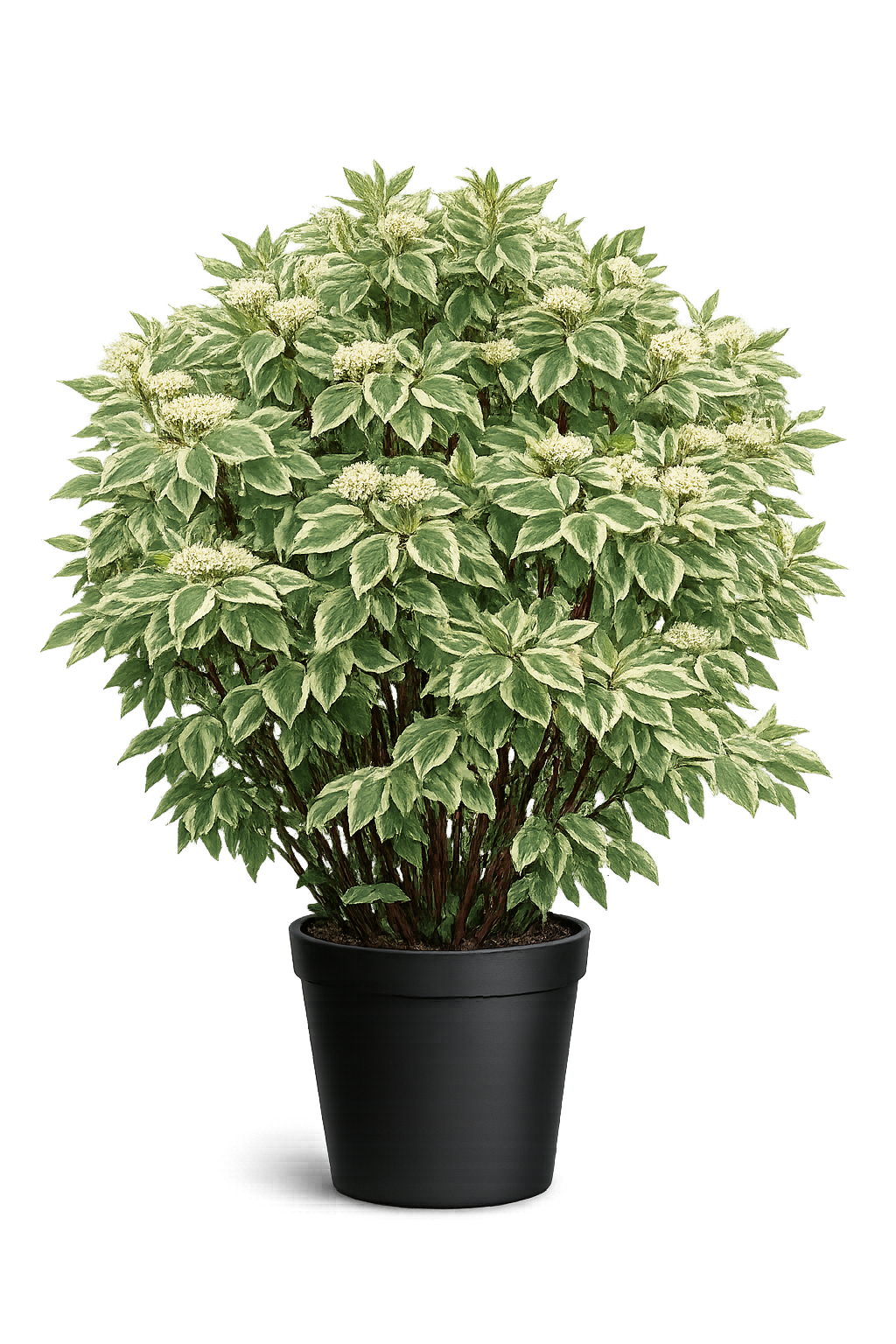 Дерен белый (Cornus alba 'Argenteomarginata`var. Elegantissima')
