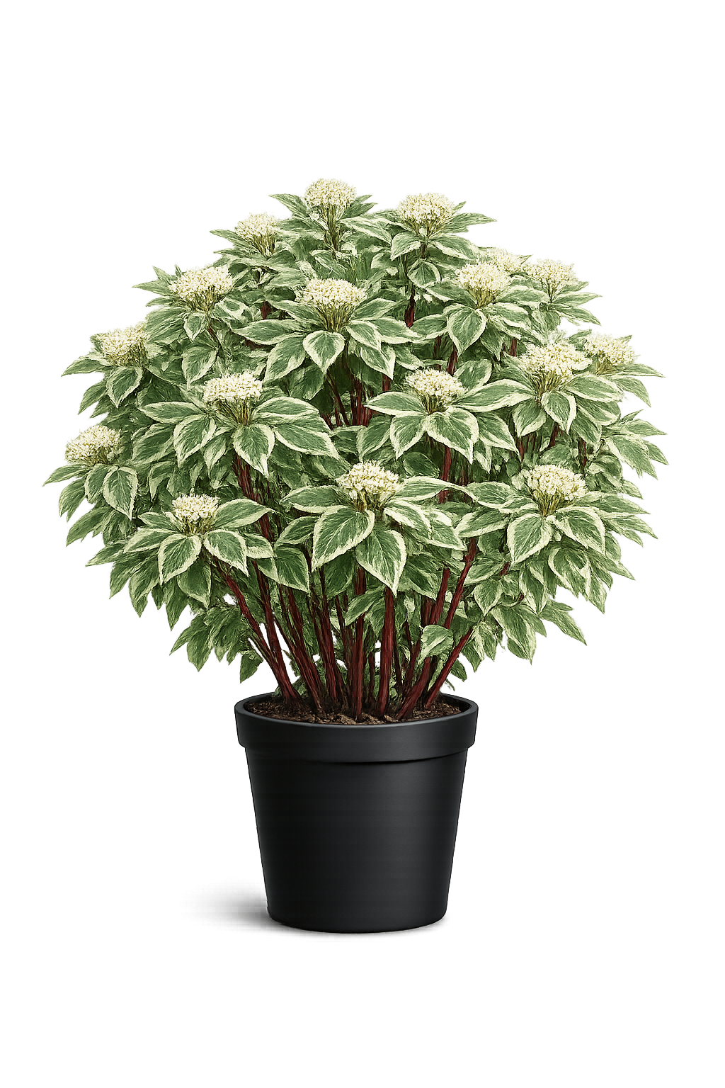 Дерен белый (Cornus alba `Siberian Pearls`)