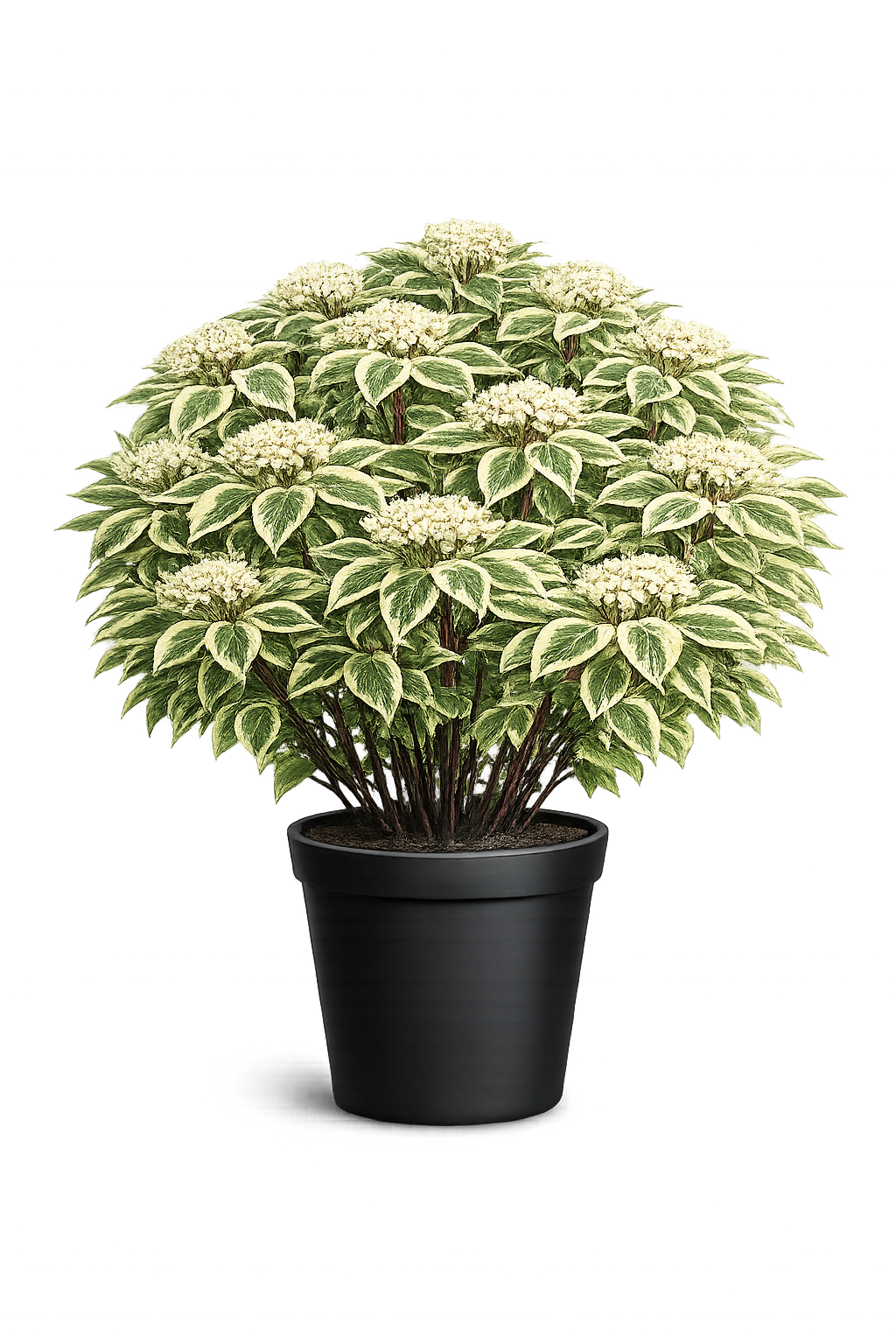 Дерен белый (Cornus alba `Sibirica Variegata`)