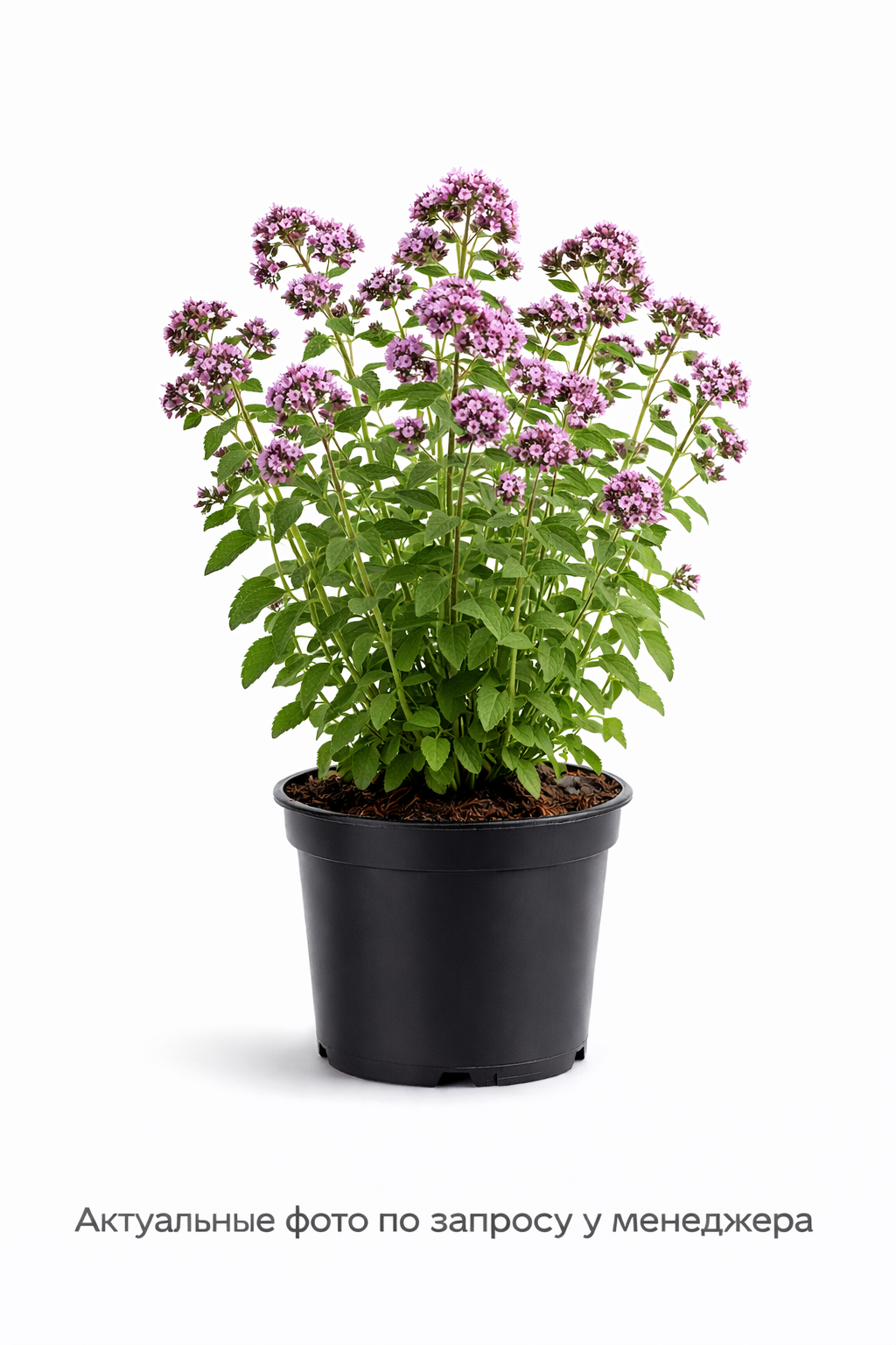 Душица обыкновенная (Origanum vulgare)