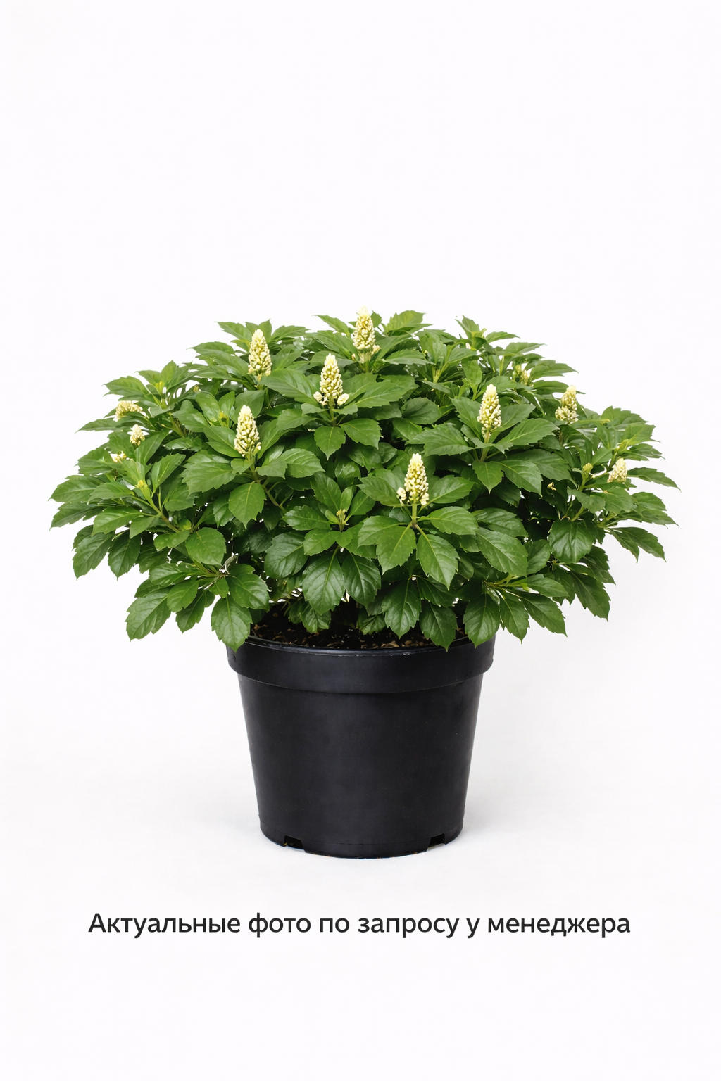 Пахизандра верхушечная (Pachysandra terminalis `Green Carpet`)