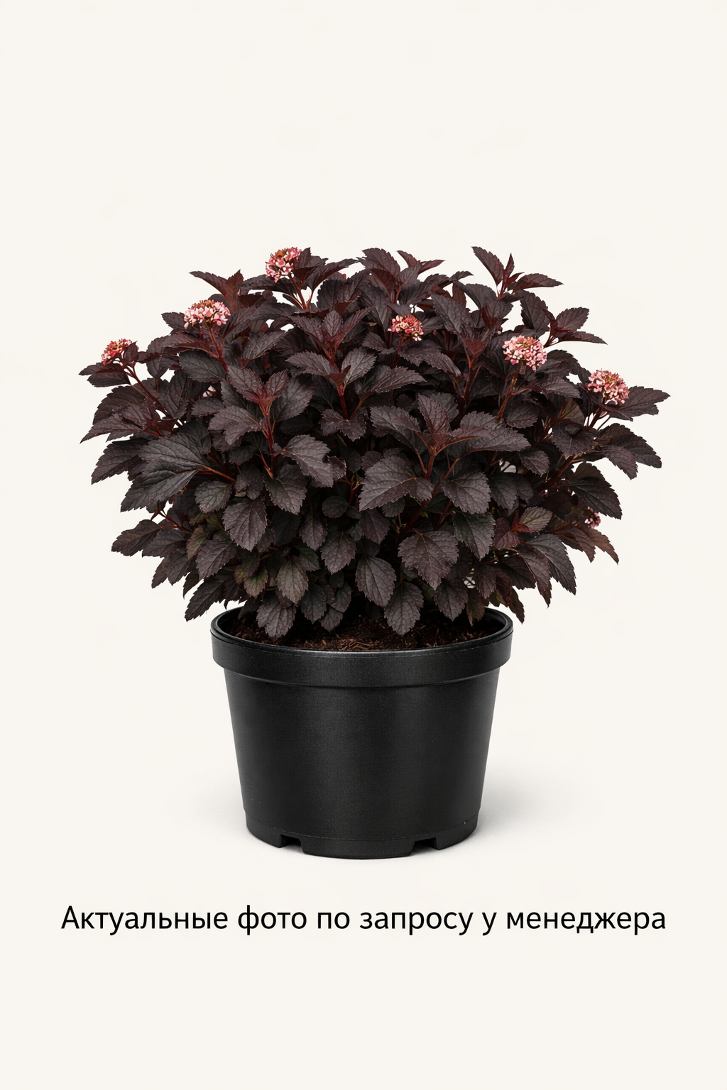 Пузыреплодник калинолистный (Physocarpus opulifolius `Diable d`Or`)