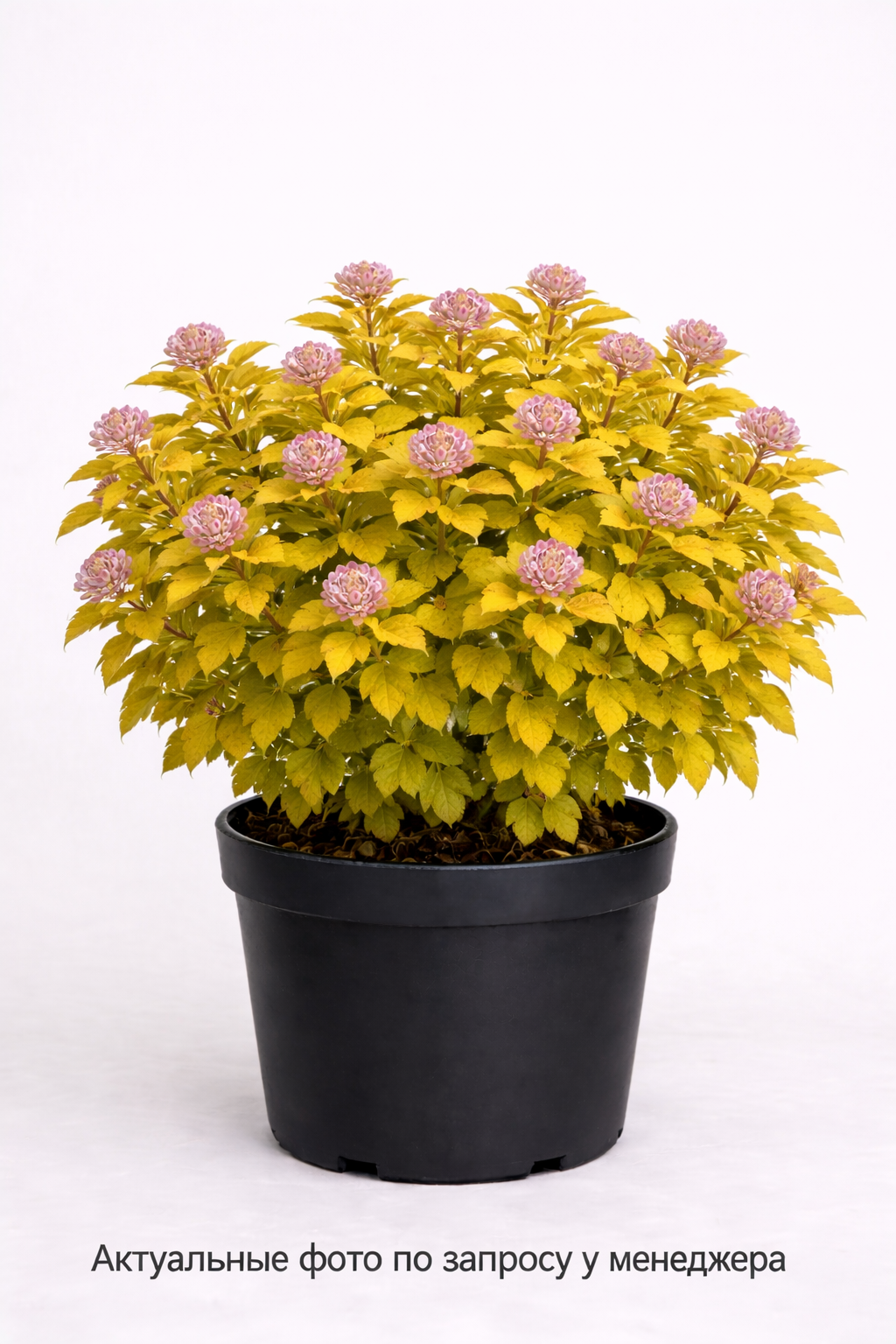 Пузыреплодник калинолистный (Physocarpus opulifolius `Tiny Wine Gold')