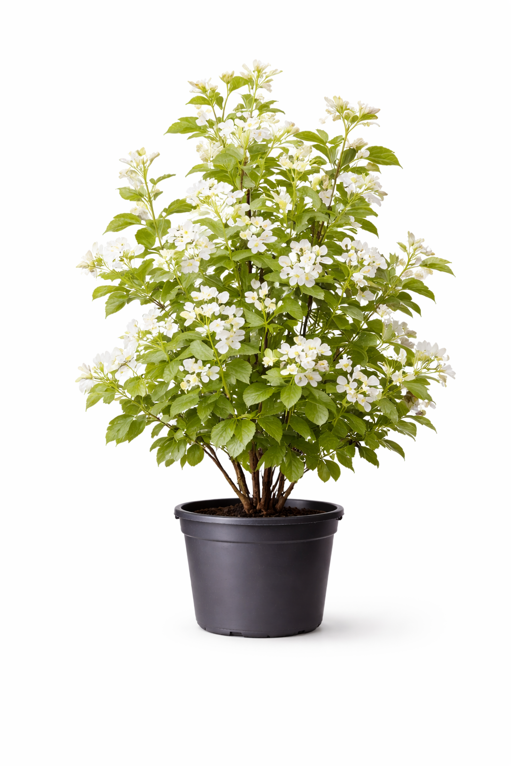 Ирга Ламарка