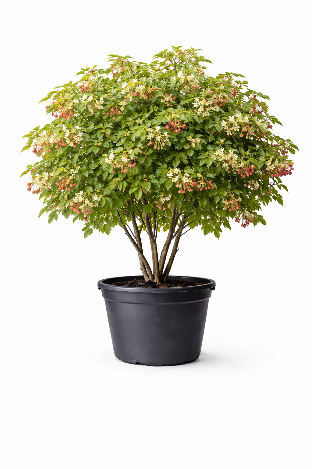 Клен гиннала