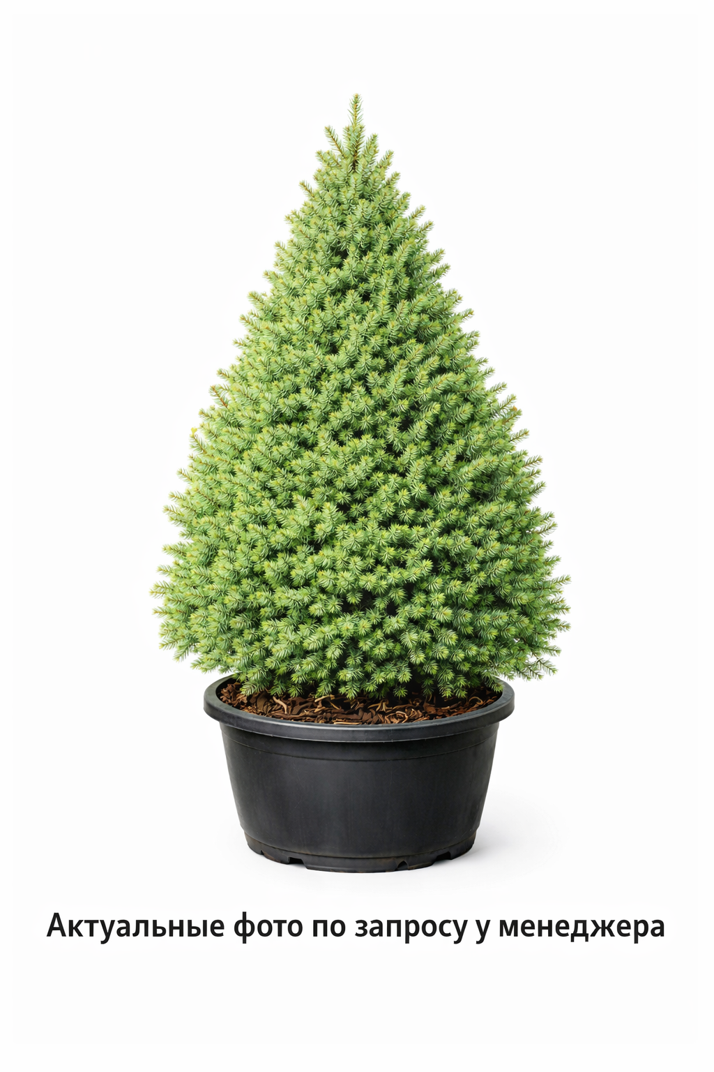 Ель канадская