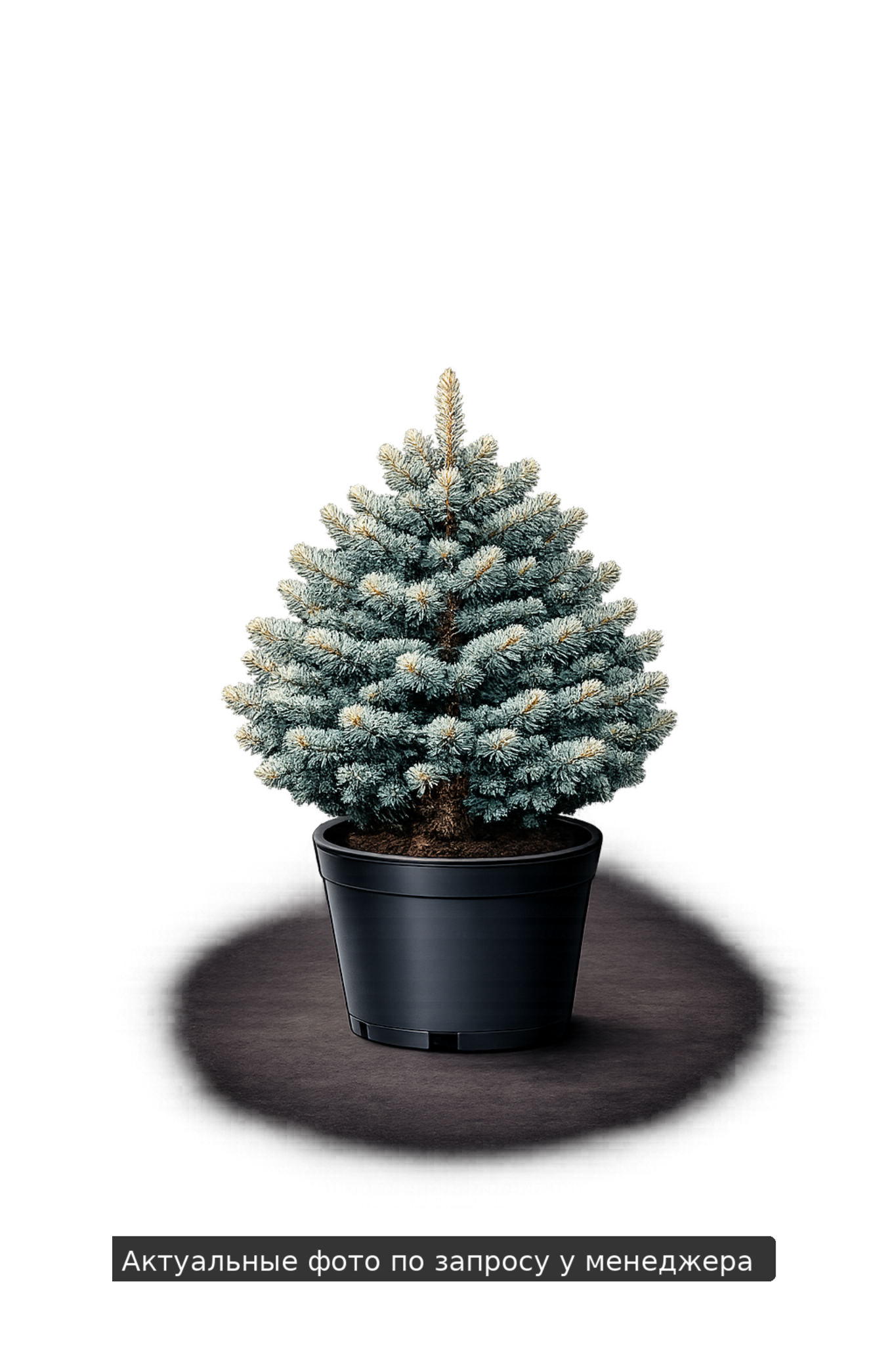 Ель колючая 'Retroflexa`