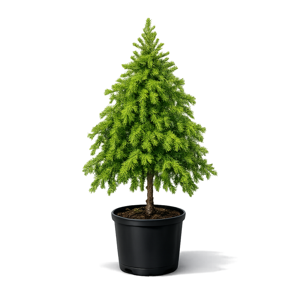 Лиственница Маргилинда