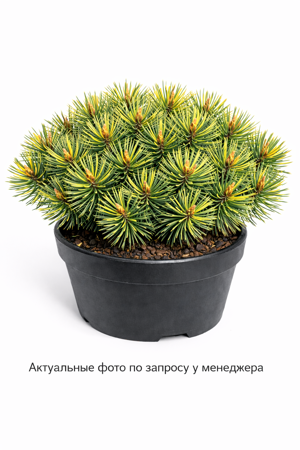 Сосна густоцветковая Okulis Draconis