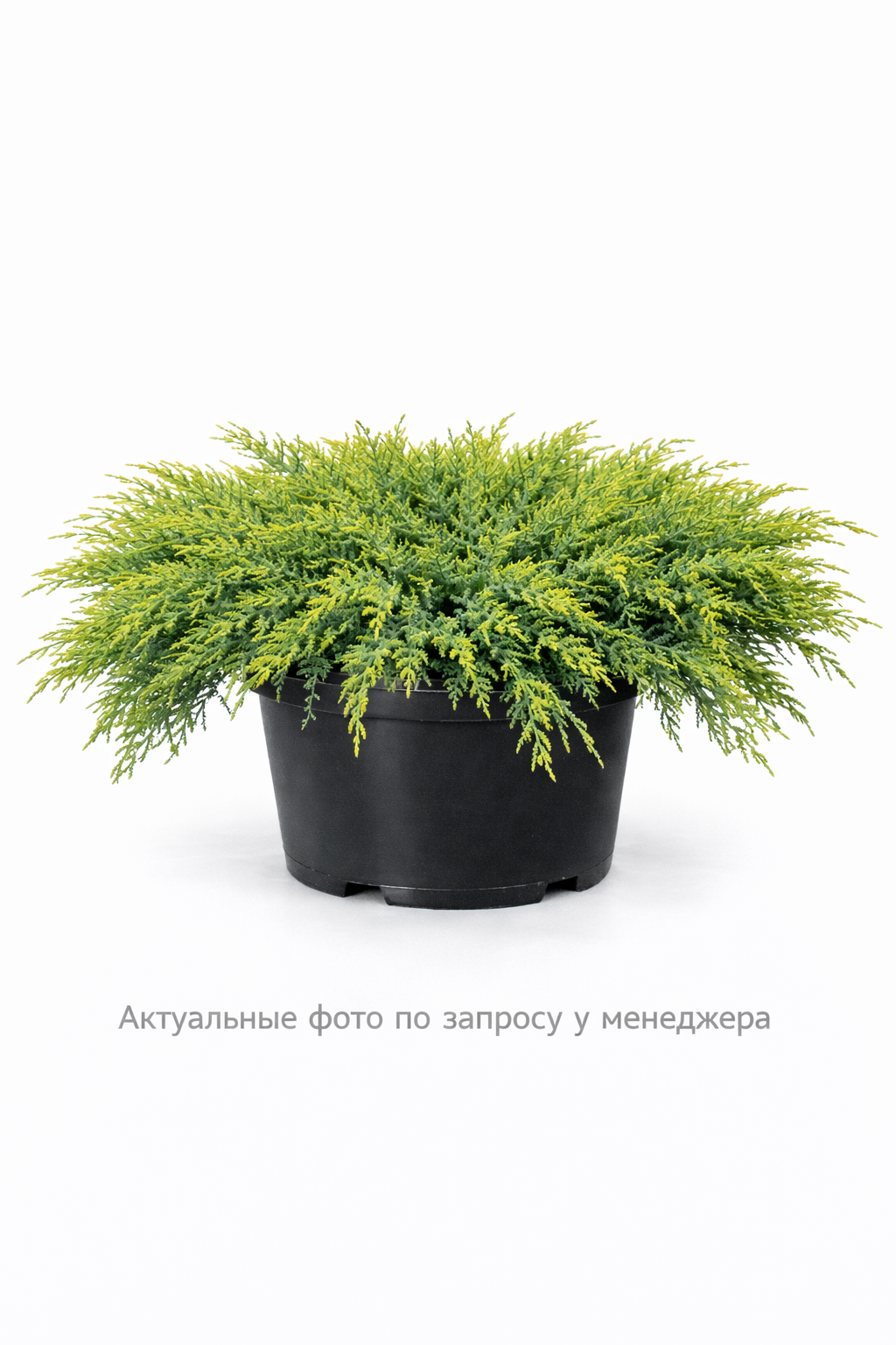 Можжевельник средний 'Mint Julep'