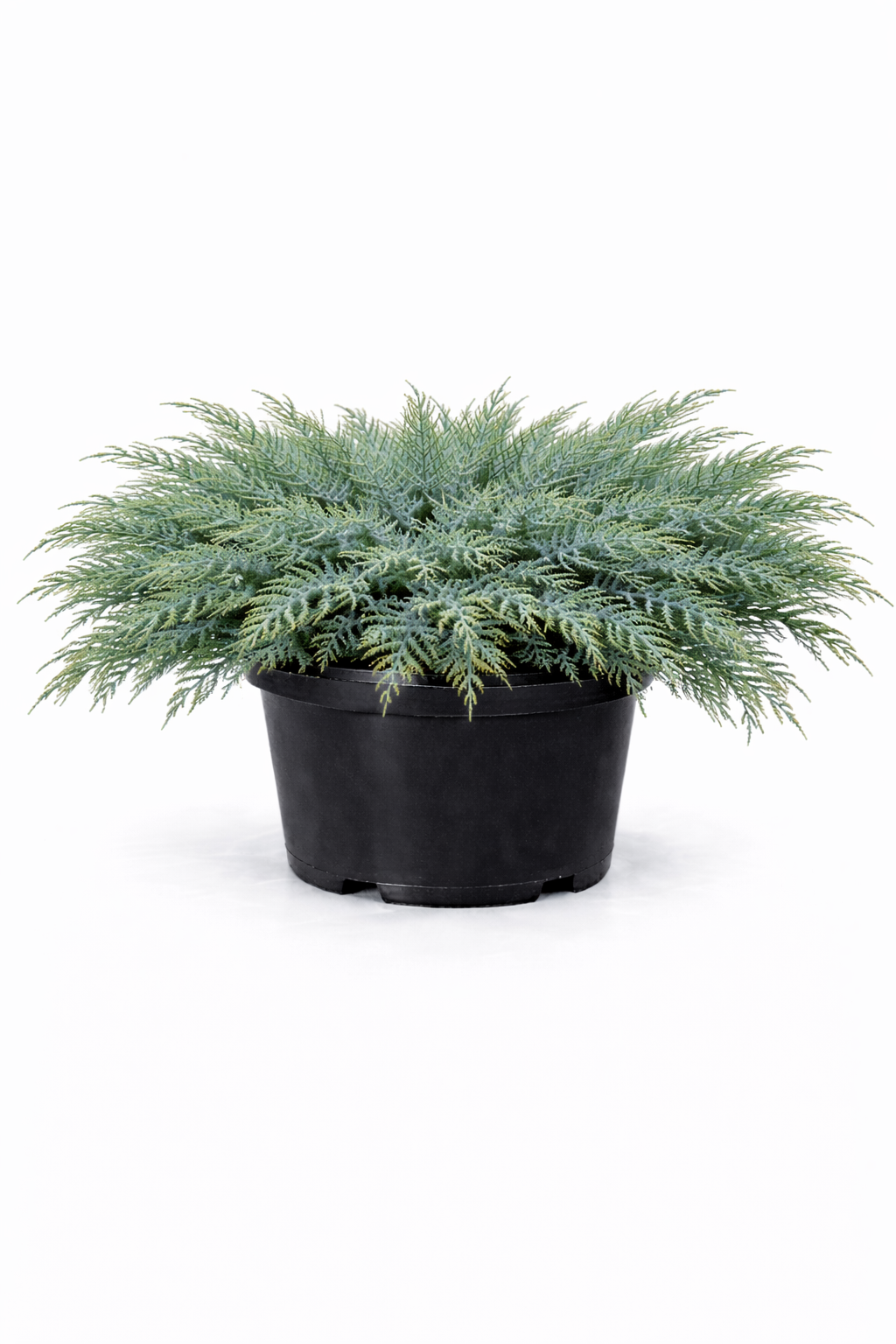 Можжевельник средний 'Pfizeriana Glauca'