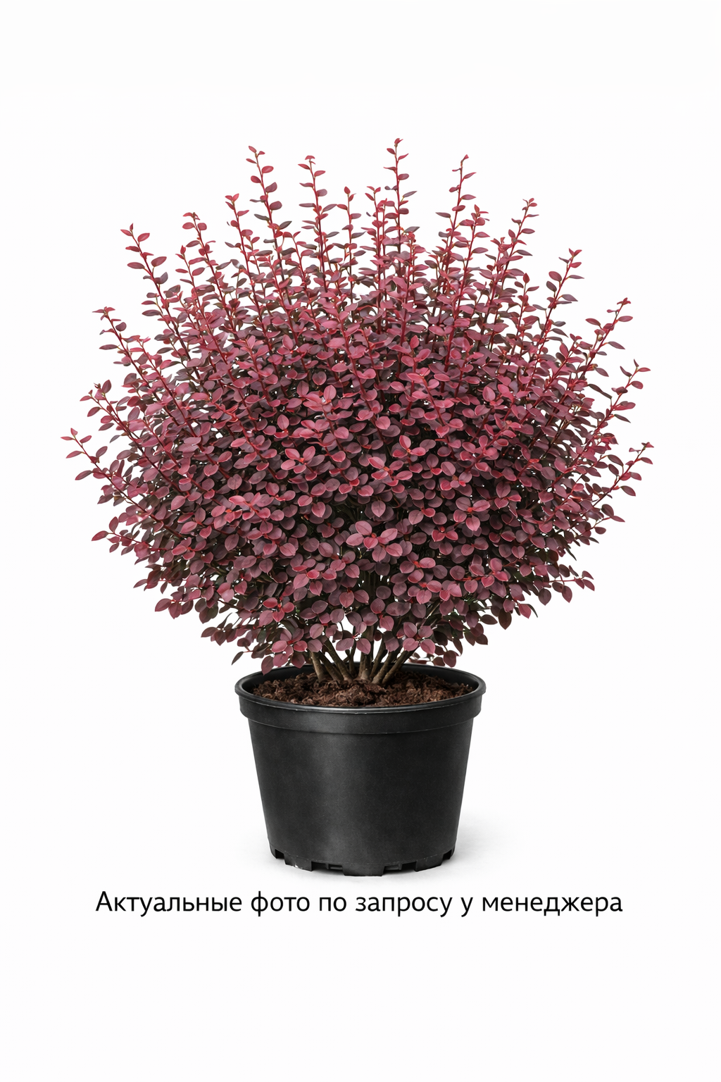 Барбарис тунберга 'Atropurpurea'