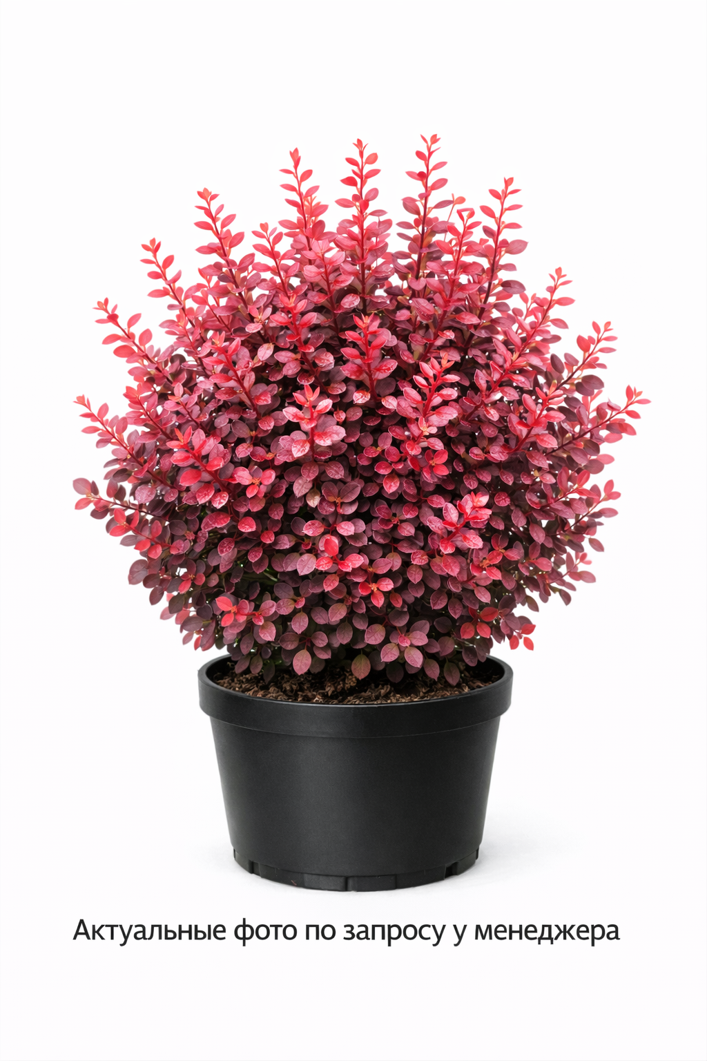 Барбарис тунберга 'Rose Glow'