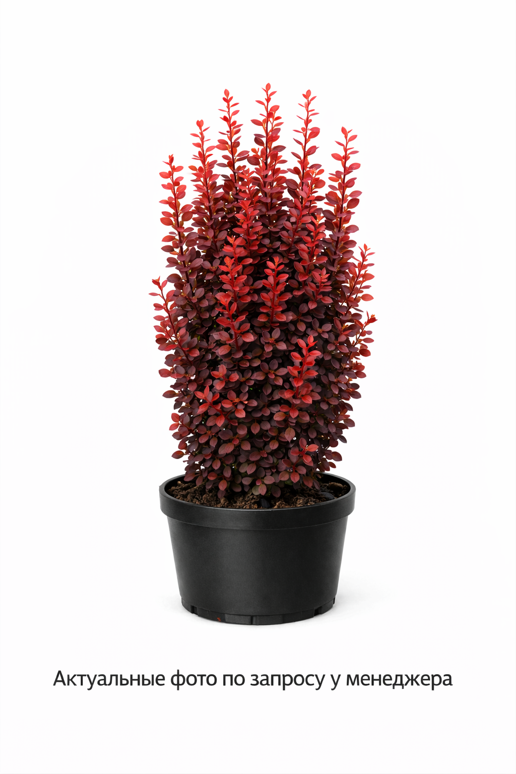 Барбарис тунберга 'Red Pillar'