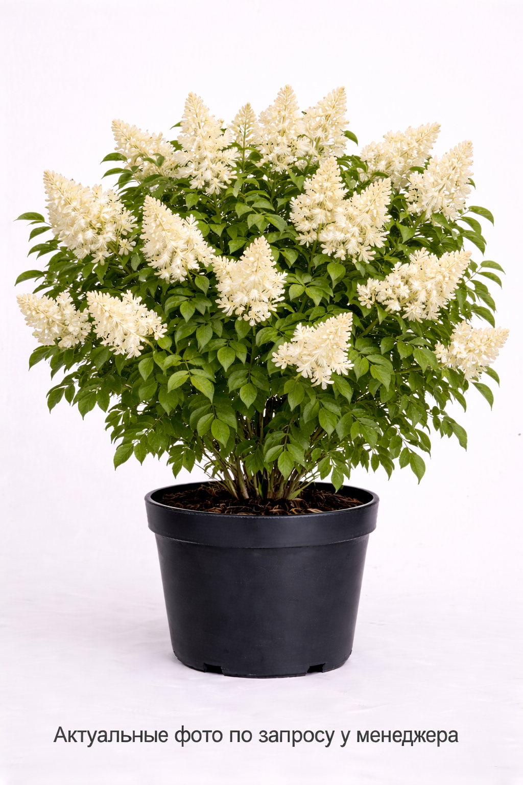 Сирень амурская