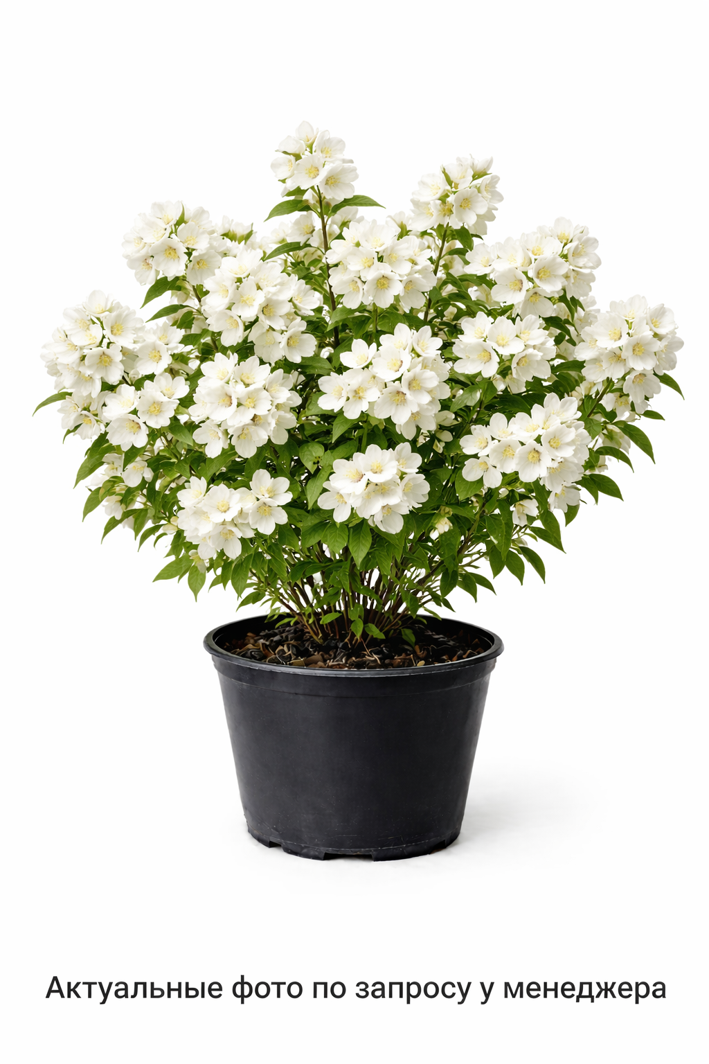 Чубушник Virginal