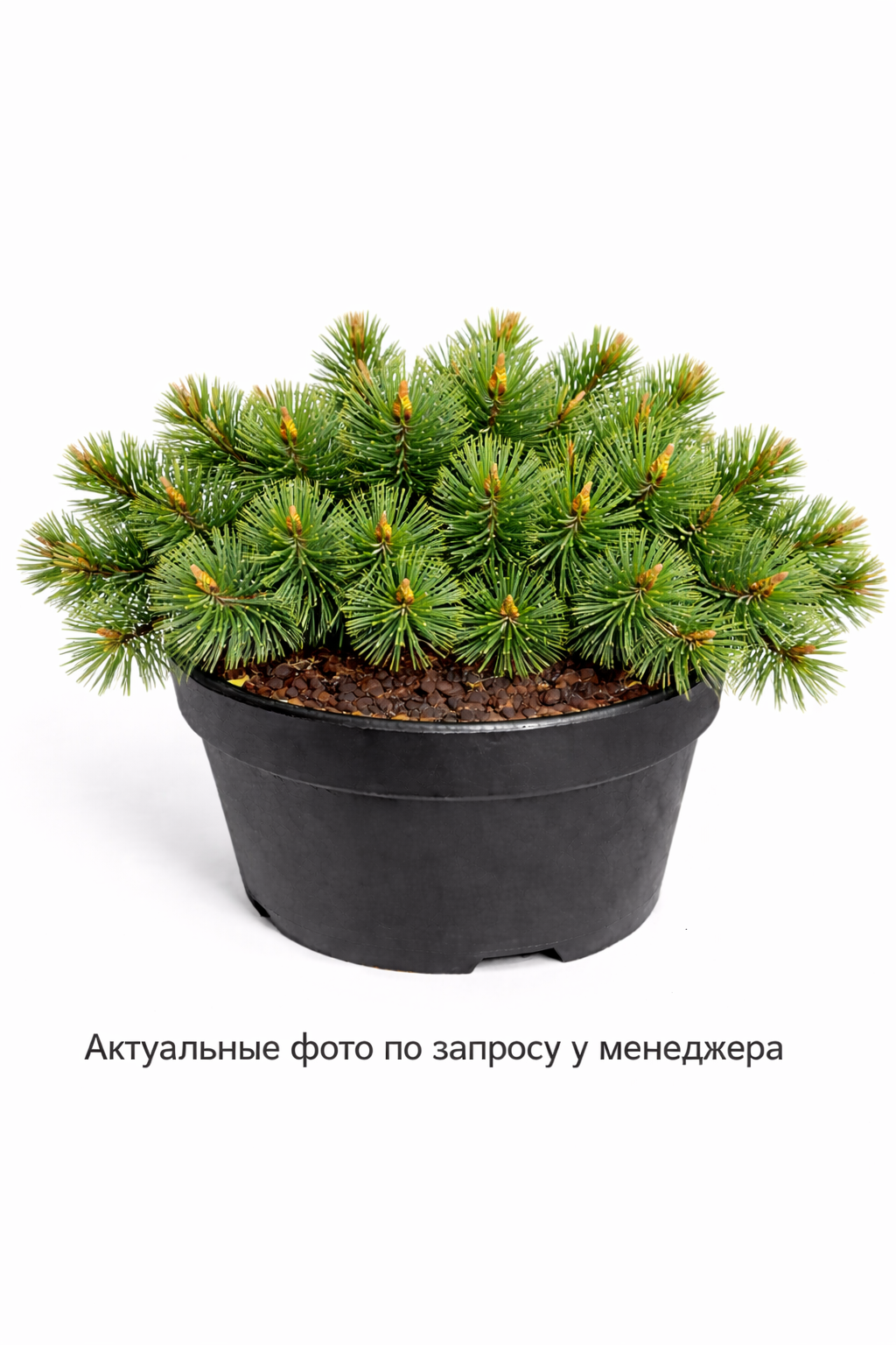 Сосна обыкновенная Hillside Creeper