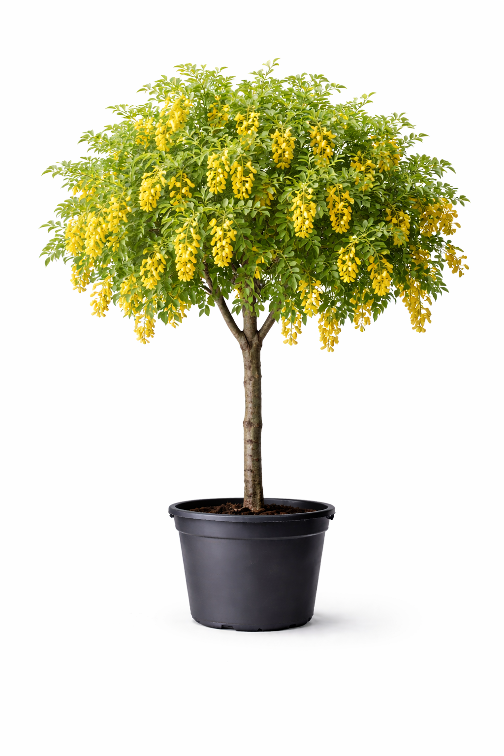 Карагана древовидная (акация желтая)