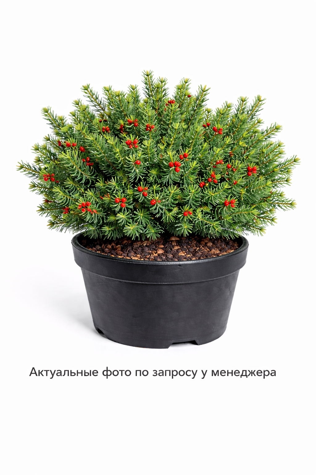 Тисс ягодный