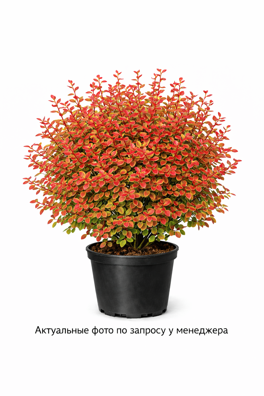 Барбарис тунберга Admiration