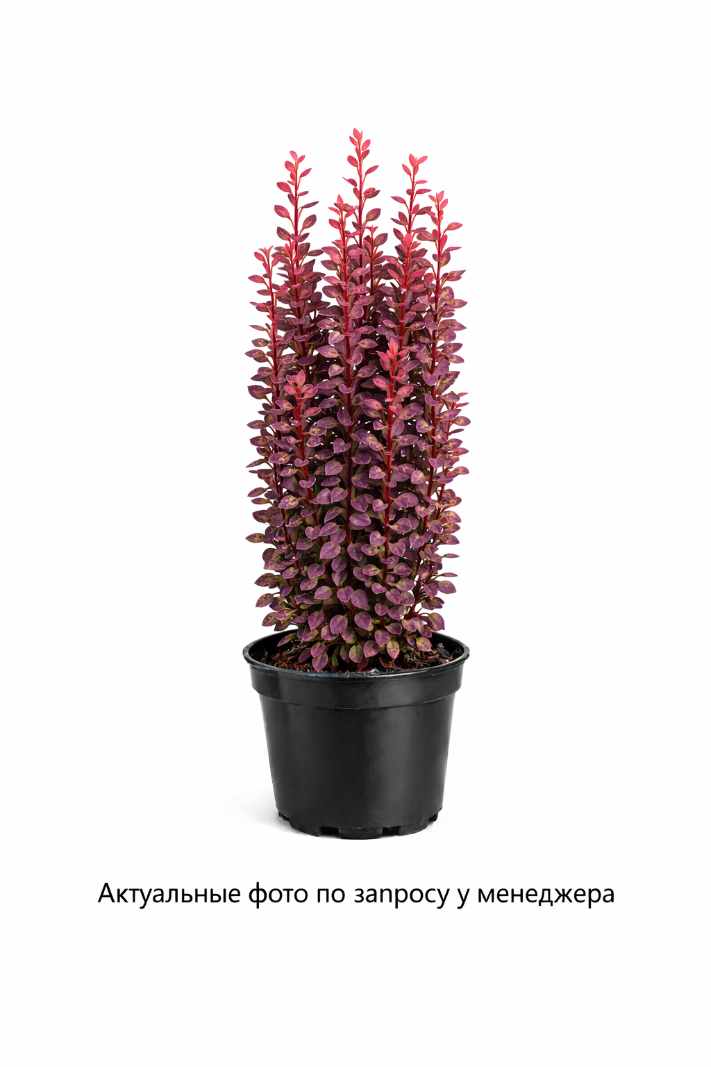 Барбарис тунберга Helmond Pillar