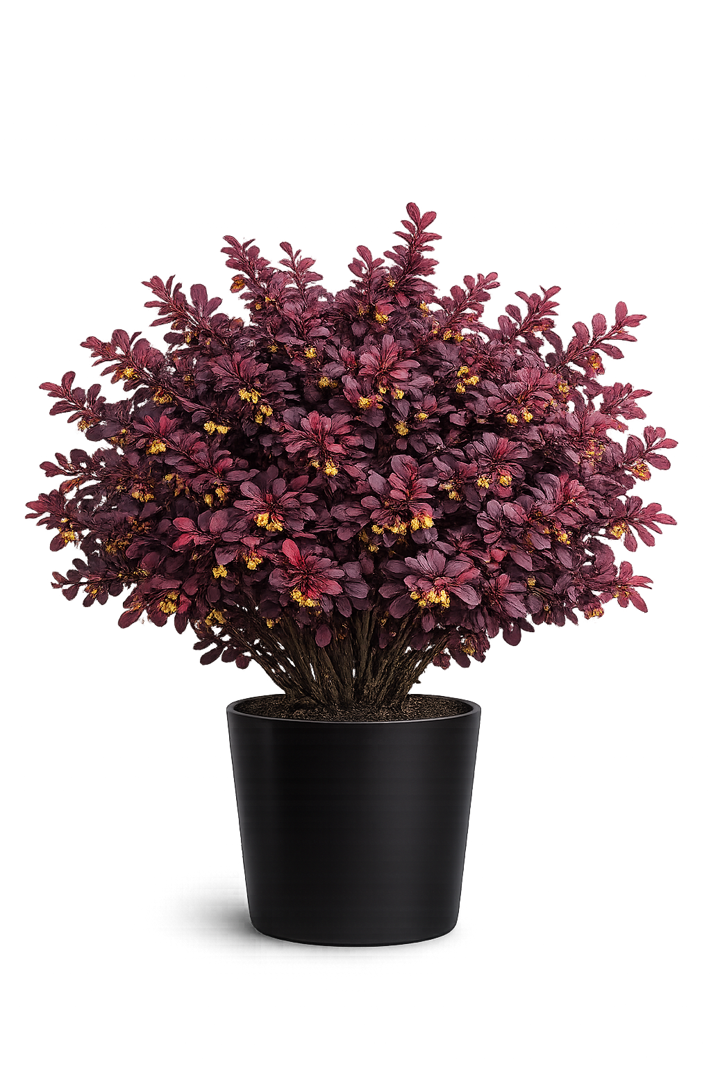 Барбарис тунберга Дартс Ред Леди