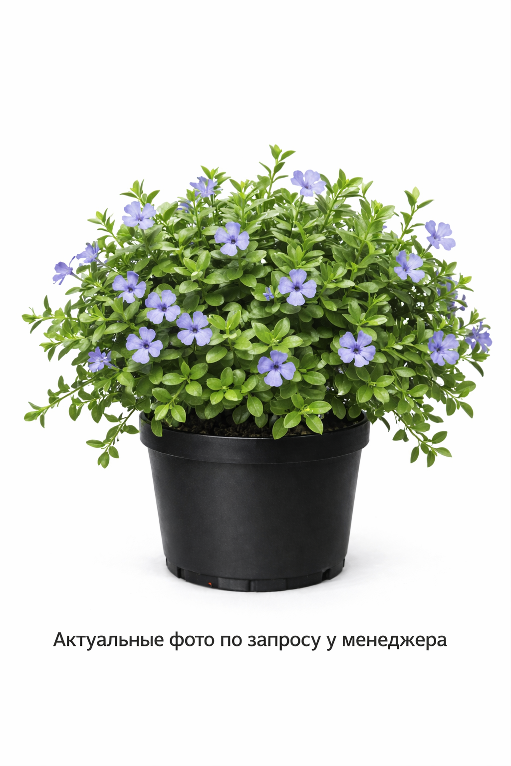 Барвинок малый