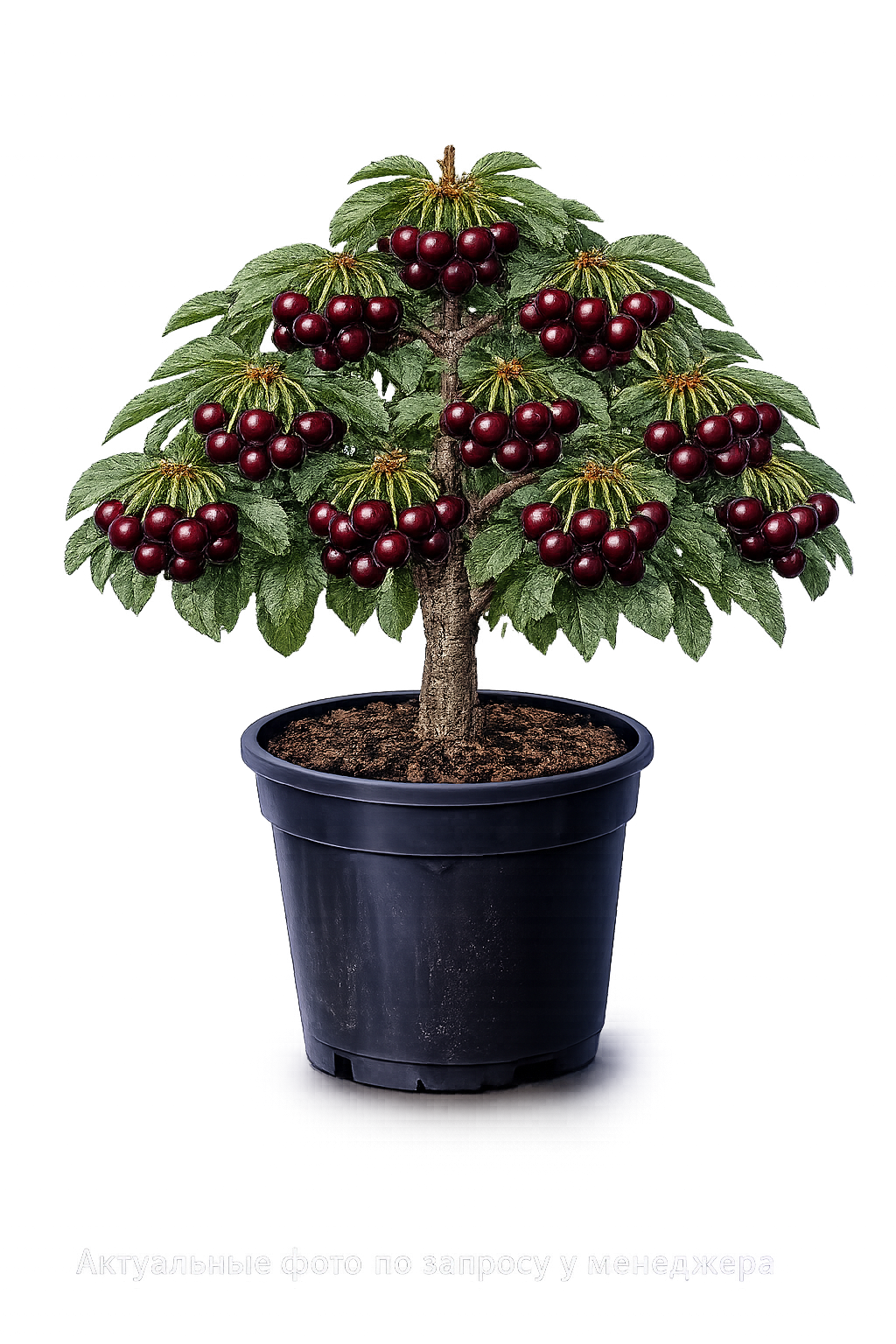 Вишня Молодёжная