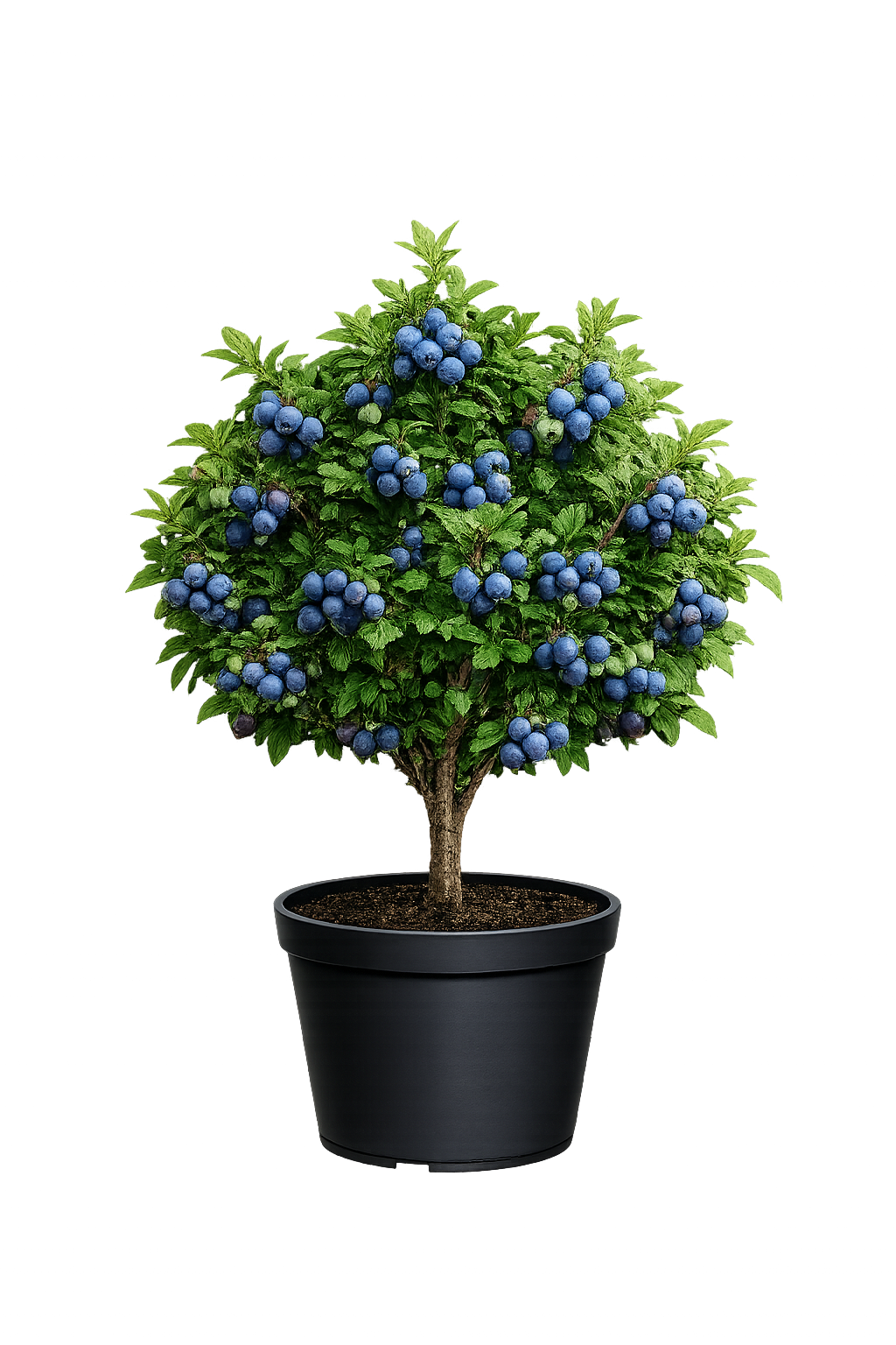 Голубика в ассортименте