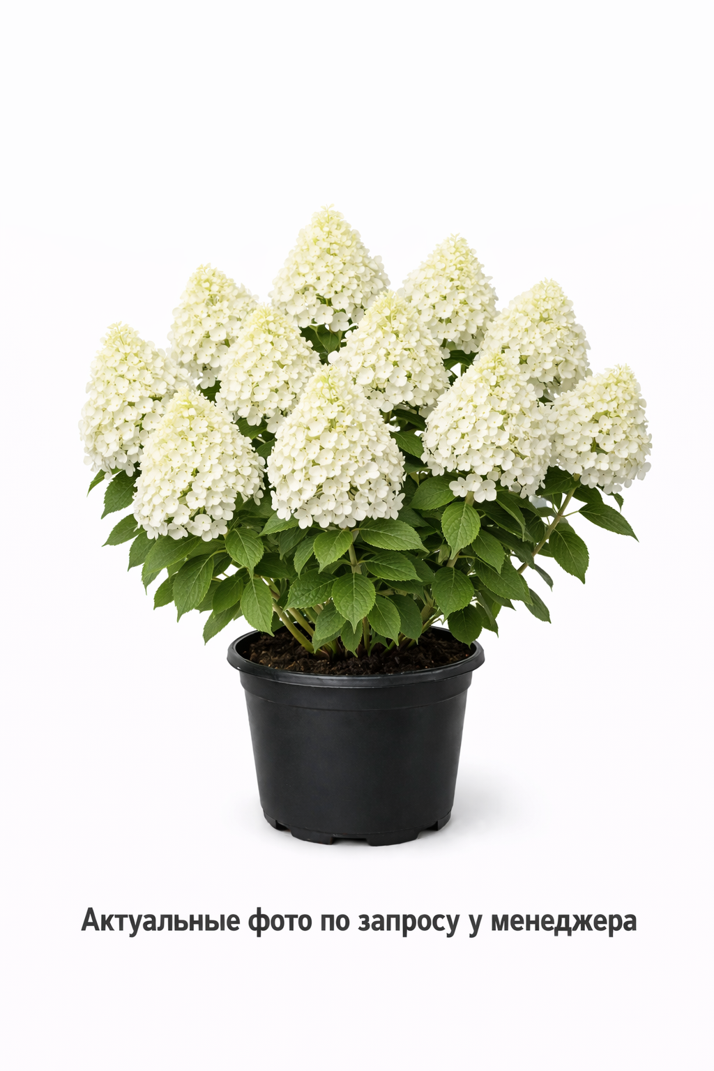 Гортензия метельчатая Bobo