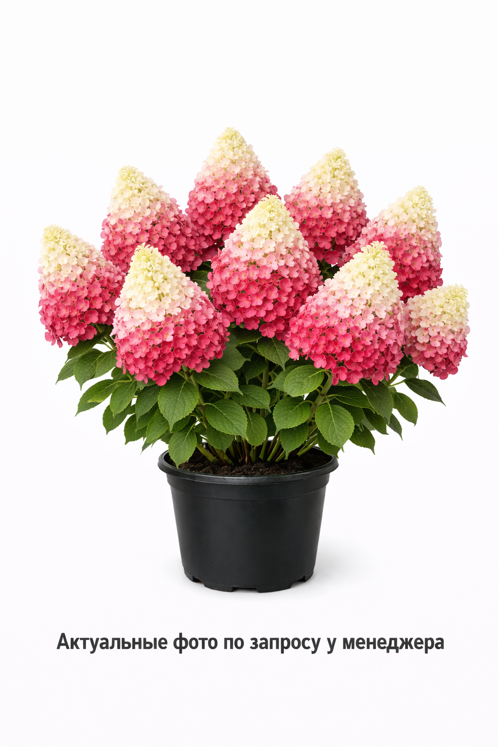 Гортензия метельчатая Fraise Melba -3