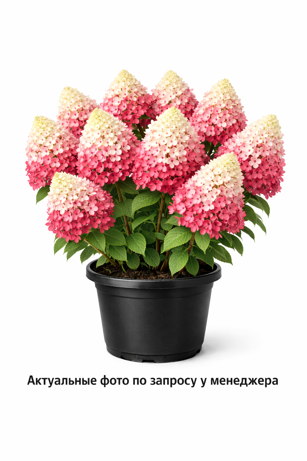 Гортензия метельчатая Graffiti