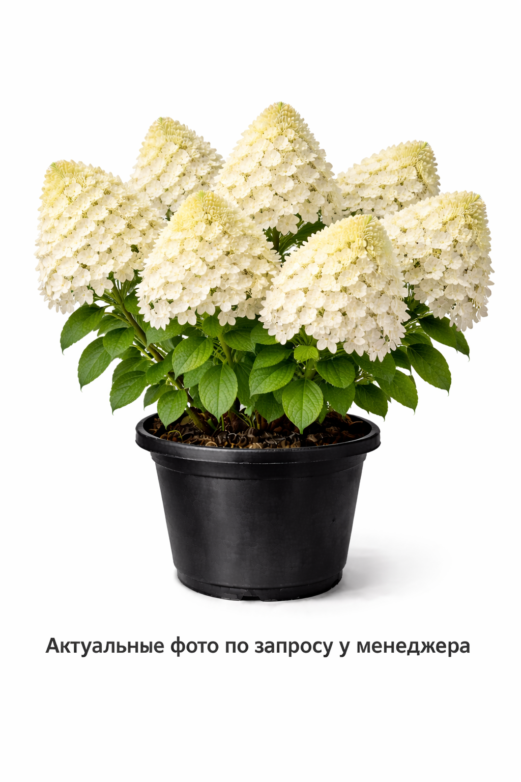 Гортензия метельчатая Polar Bear