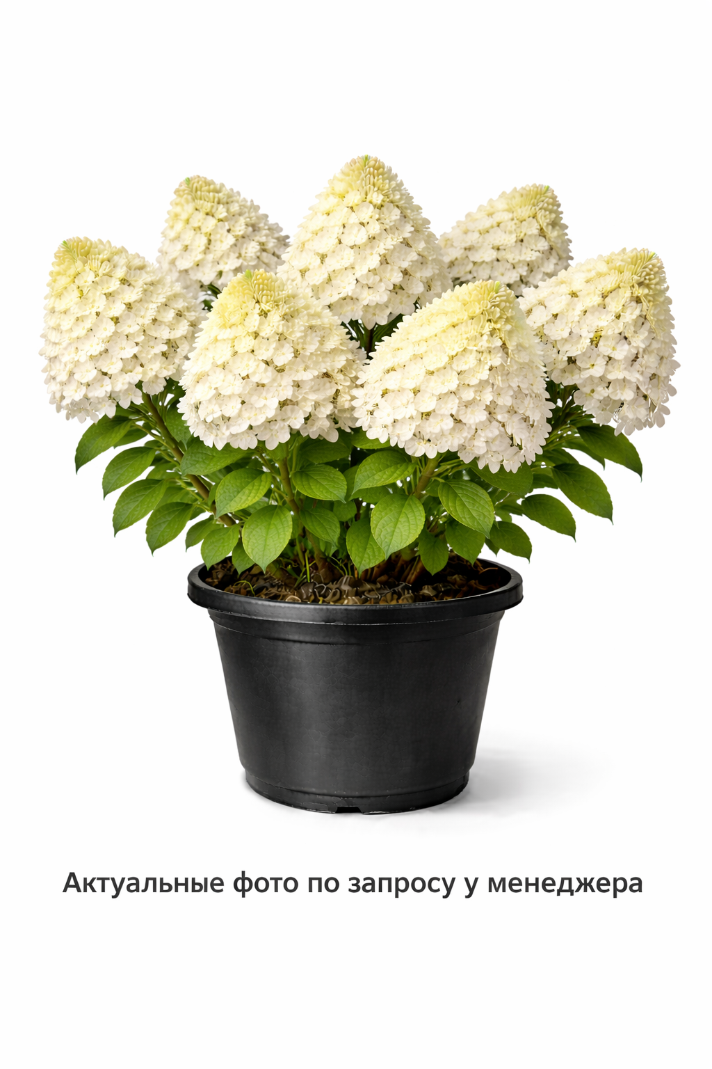 Гортензия метельчатая Silver Dollar