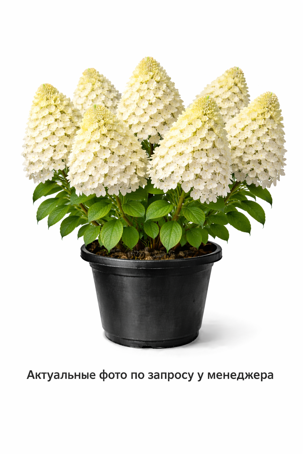 Гортензия метельчатая Skyfall