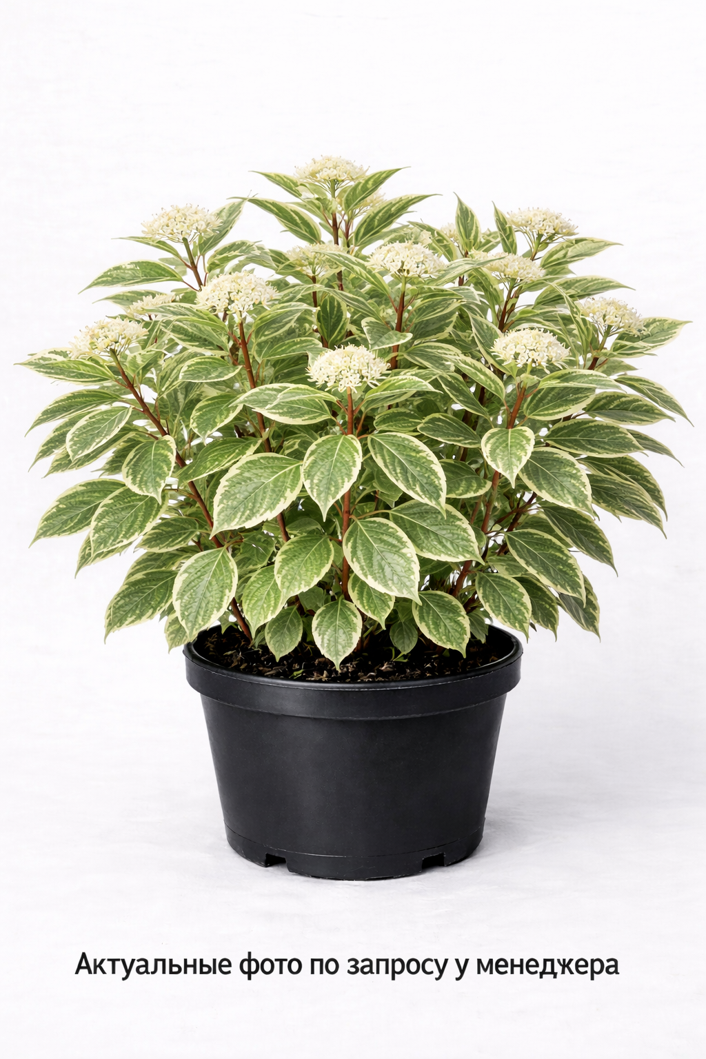 Дерен белый Elegantissima